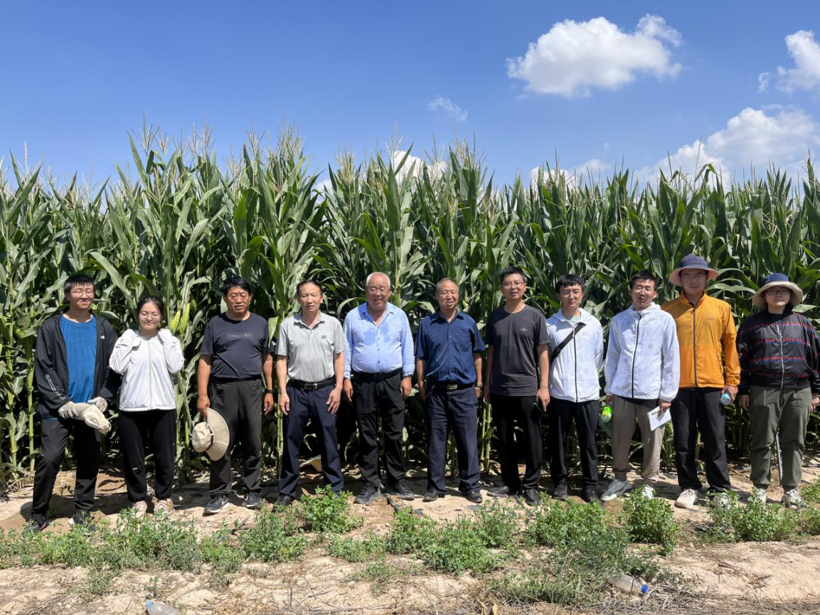 【基層動態(tài)】省農(nóng)工院任寶倉研究員、河西學(xué)院肖占文教授到臨澤新華草業(yè)公司石崗墩基地指導(dǎo)玉米生產(chǎn)