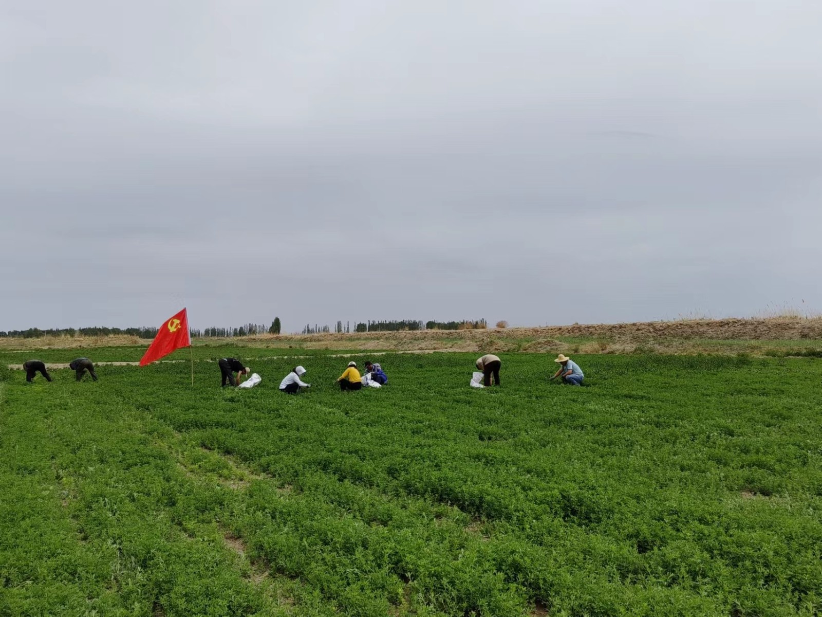 【“三抓三促”進行時】防除雜草提質(zhì)量  精益管理增效益